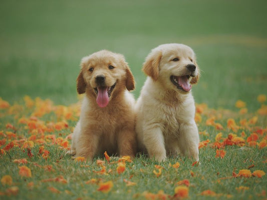 Air No Pull Dog Harness Pets Paradise — image 1 — Pets Paradise Global Australia