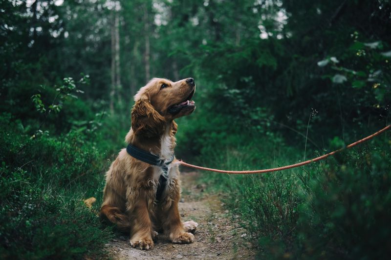 Summer Cat Collar Breakaway Pets Paradise — image 1 — Pets Paradise Global Australia