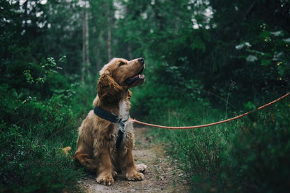Summer Cat Collar Breakaway Pets Paradise — image 1 — Pets Paradise Global Australia