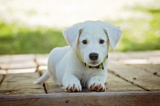 Summer Traffic Lead Dual Handle Pets Paradise — image 1 — Pets Paradise Global Australia