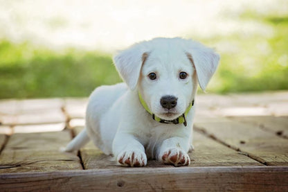 Tough Cat Collar Breakaway Pets Paradise — image 1 — Pets Paradise Global Australia