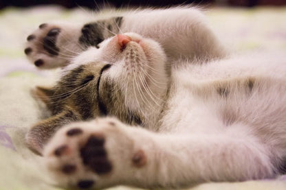 Basic Calming Donut Bed Pets Paradise — image 1 — Pets Paradise Global Australia