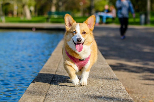 Travel Cat Collar Breakaway Pets Paradise — image 1 — Pets Paradise Global Australia